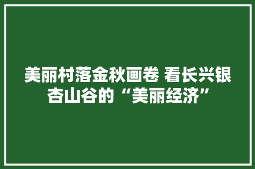 美丽村落金秋画卷 看长兴银杏山谷的“美丽经济”