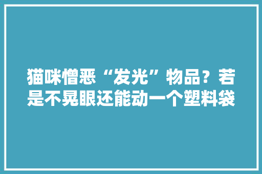 猫咪憎恶“发光”物品？若是不晃眼还能动一个塑料袋就够它玩了