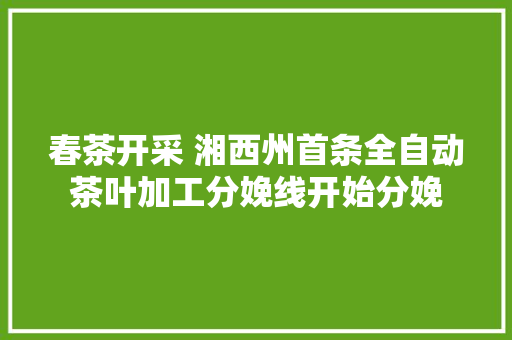 春茶开采 湘西州首条全自动茶叶加工分娩线开始分娩