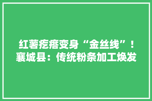 红薯疙瘩变身“金丝线”！襄城县：传统粉条加工焕发生机