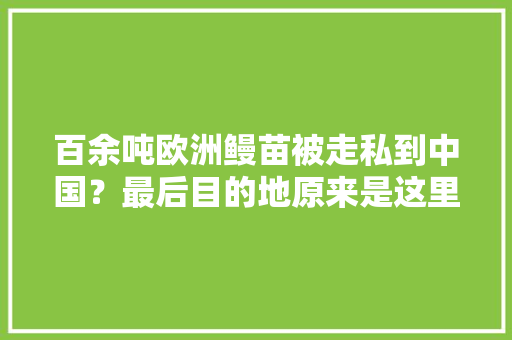 百余吨欧洲鳗苗被走私到中国？最后目的地原来是这里