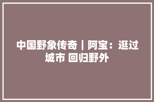 中国野象传奇｜阿宝：逛过城市 回归野外