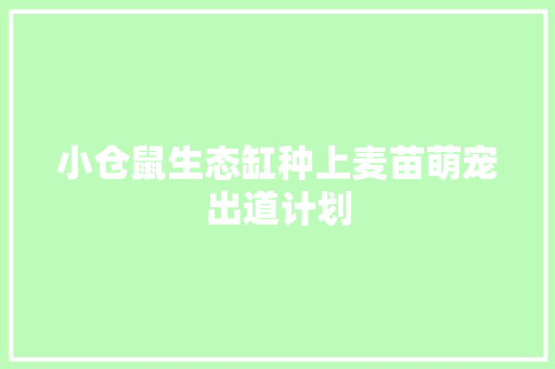 小仓鼠生态缸种上麦苗萌宠出道计划