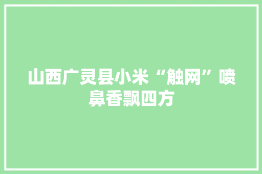 山西广灵县小米“触网”喷鼻香飘四方