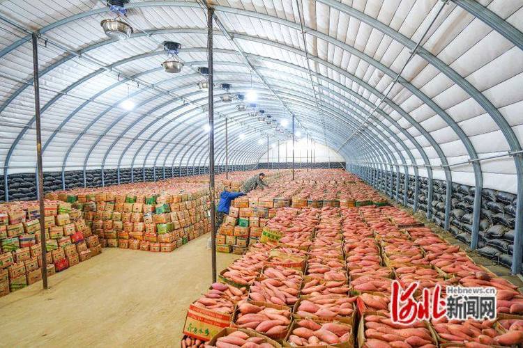 电商创业“商河样本”为何这里的地瓜能年销过亿元? 人工智能 电商创业“商河样本”为何这里的地瓜能年销过亿元? 电商创业“商河样本”为何这里的地瓜能年销过亿元? 人工智能