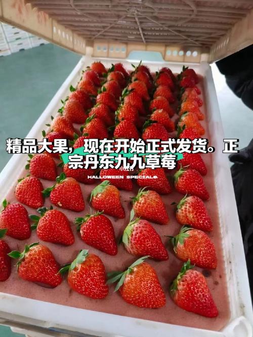 网购丹东草莓为何从广州发货? 智能家居 网购丹东草莓为何从广州发货? 网购丹东草莓为何从广州发货? 智能家居