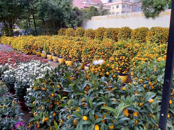 家中年花年桔无处安顿?佛山这些地方可收受接收 智能家居 家中年花年桔无处安顿?佛山这些地方可收受接收 家中年花年桔无处安顿?佛山这些地方可收受接收 智能家居