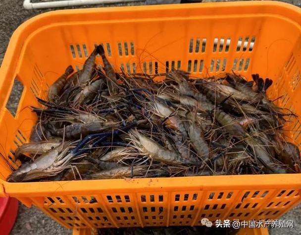 涨涨涨!对虾鲈鱼黑鱼黄骨草鱼鲫鱼都涨了!但鳜鱼罗氏虾牛蛙跌了 人工智能 涨涨涨!对虾鲈鱼黑鱼黄骨草鱼鲫鱼都涨了!但鳜鱼罗氏虾牛蛙跌了 涨涨涨!对虾鲈鱼黑鱼黄骨草鱼鲫鱼都涨了!但鳜鱼罗氏虾牛蛙跌了 人工智能