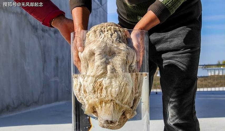 太岁价值百万到底是什么器械?中国科学家用周详仪器揭开谜底 人工智能 太岁价值百万到底是什么器械?中国科学家用周详仪器揭开谜底 太岁价值百万到底是什么器械?中国科学家用周详仪器揭开谜底 人工智能