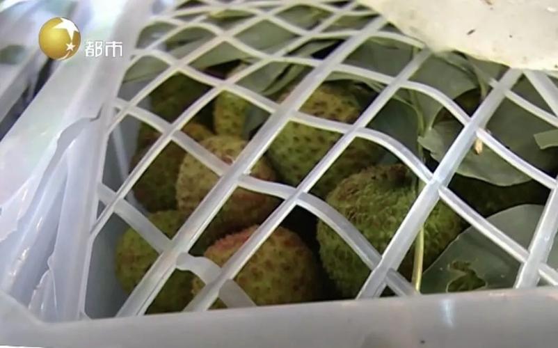 卖呆|荔枝贵到上热搜?现在沈阳啥生果实惠又好吃? 智能家居 卖呆|荔枝贵到上热搜?现在沈阳啥生果实惠又好吃? 卖呆|荔枝贵到上热搜?现在沈阳啥生果实惠又好吃? 智能家居