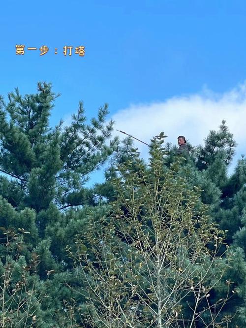 辽宁宽甸发挥生态优势 成长红松家当 智能科技 辽宁宽甸发挥生态优势 成长红松家当 辽宁宽甸发挥生态优势 成长红松家当 智能科技