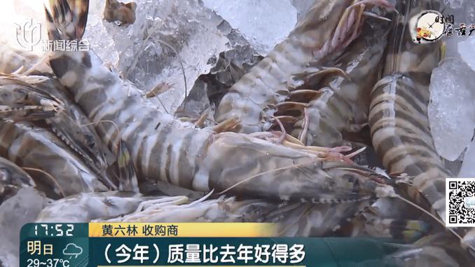 三虾价格“跳水”河虾最诱人 人工智能 三虾价格“跳水”河虾最诱人 三虾价格“跳水”河虾最诱人 人工智能