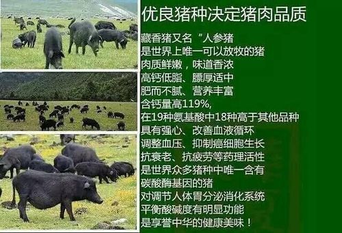 “苏果农场”工大年夜原喷鼻香猪首发上市 互联通信 “苏果农场”工大年夜原喷鼻香猪首发上市 “苏果农场”工大年夜原喷鼻香猪首发上市 互联通信
