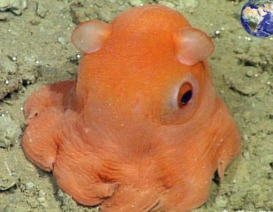 11种奇怪的马里亚纳海沟生物 智能家居 11种奇怪的马里亚纳海沟生物 11种奇怪的马里亚纳海沟生物 智能家居