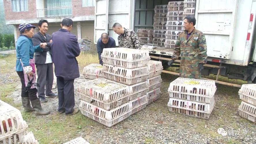 养殖户收到90万“龙游飞鸡”红包 人工智能 养殖户收到90万“龙游飞鸡”红包 养殖户收到90万“龙游飞鸡”红包 人工智能