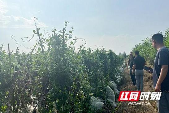 南县中鱼口镇:推进农膜收受接收 防治“白色污染” 智能家居 南县中鱼口镇:推进农膜收受接收 防治“白色污染” 南县中鱼口镇:推进农膜收受接收 防治“白色污染” 智能家居