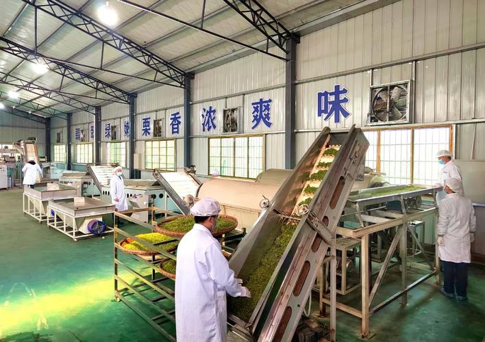 春茶开采 湘西州首条全自动茶叶加工分娩线开始分娩 互联通信 春茶开采 湘西州首条全自动茶叶加工分娩线开始分娩 春茶开采 湘西州首条全自动茶叶加工分娩线开始分娩 互联通信