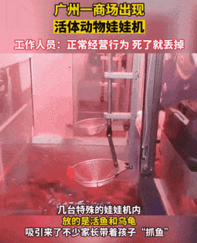 广州惊现活体娃娃机是别致照样残酷 互联通信 广州惊现活体娃娃机是别致照样残酷 广州惊现活体娃娃机是别致照样残酷 互联通信