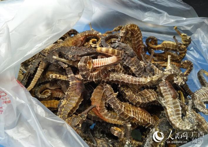 上万尾海马干23.01千克!广西2须眉涉嫌走私被捕 智能科技 上万尾海马干23.01千克!广西2须眉涉嫌走私被捕 上万尾海马干23.01千克!广西2须眉涉嫌走私被捕 智能科技