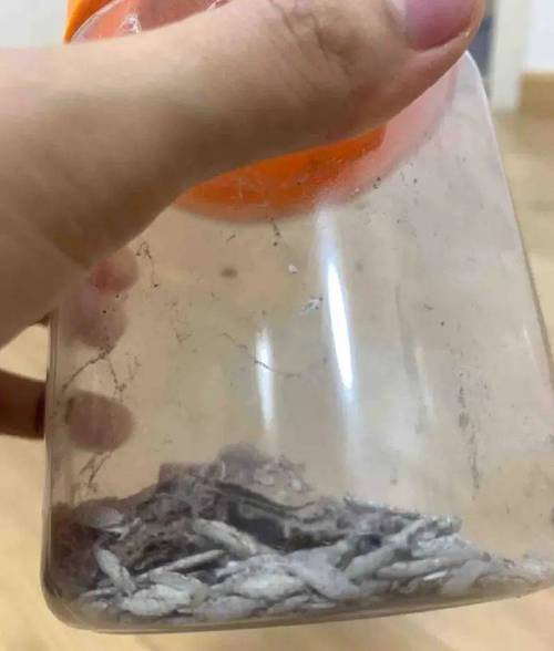 抓不尽!须眉家被怪虫“光顾”天天抓10多只!专家:这些器械招虫 人工智能 抓不尽!须眉家被怪虫“光顾”天天抓10多只!专家:这些器械招虫 抓不尽!须眉家被怪虫“光顾”天天抓10多只!专家:这些器械招虫 人工智能