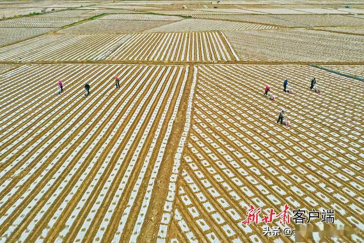 甘肃省永靖县开展地膜科学运用收受接收试点工作 智能科技 甘肃省永靖县开展地膜科学运用收受接收试点工作 甘肃省永靖县开展地膜科学运用收受接收试点工作 智能科技