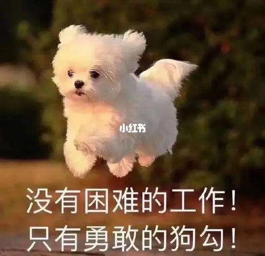 我用钉钉敲爆了老板的“狗”头 智能家居 我用钉钉敲爆了老板的“狗”头 我用钉钉敲爆了老板的“狗”头 智能家居
