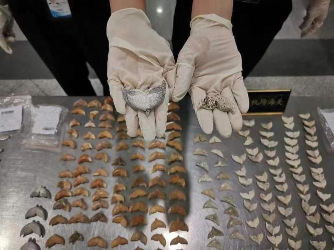 海关进境一乘客随身行李携带439件疑似鲸鱼骨制品 智能家居 海关进境一乘客随身行李携带439件疑似鲸鱼骨制品 海关进境一乘客随身行李携带439件疑似鲸鱼骨制品 智能家居