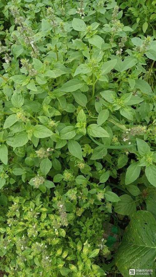 环保材料绿色分娩:火灵鸟《芬太尼类药物专用智能柜 智能家居 环保材料绿色分娩:火灵鸟《芬太尼类药物专用智能柜 环保材料绿色分娩:火灵鸟《芬太尼类药物专用智能柜 智能家居