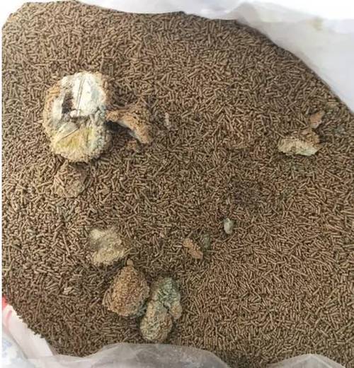 饲料霉变扔了可惜怎么办 快看这些神奇的除霉脱毒方法 智能科技 饲料霉变扔了可惜怎么办 快看这些神奇的除霉脱毒方法 饲料霉变扔了可惜怎么办 快看这些神奇的除霉脱毒方法 智能科技
