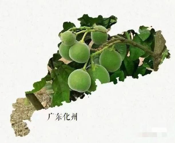 “南方人参”广东化橘红带动30万林农增收 智能家居 “南方人参”广东化橘红带动30万林农增收 “南方人参”广东化橘红带动30万林农增收 智能家居