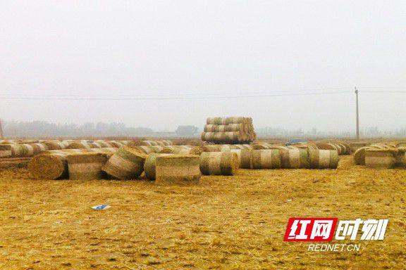 益阳赫山:暮秋秸秆收受接收忙 笔架山乡探索秸秆综合运用新模式 智能科技 益阳赫山:暮秋秸秆收受接收忙 笔架山乡探索秸秆综合运用新模式 益阳赫山:暮秋秸秆收受接收忙 笔架山乡探索秸秆综合运用新模式 智能科技