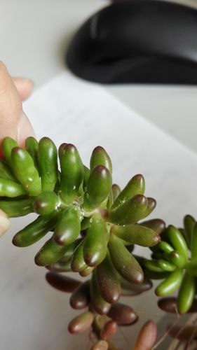 虹之玉长白虫子怎么办 长白虫原因及解决办法 人工智能 虹之玉长白虫子怎么办 长白虫原因及解决办法 虹之玉长白虫子怎么办 长白虫原因及解决办法 人工智能