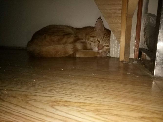 猫咪为什么那么喜好电子设备?「科瑞卡科普」 互联通信 猫咪为什么那么喜好电子设备?「科瑞卡科普」 猫咪为什么那么喜好电子设备?「科瑞卡科普」 互联通信
