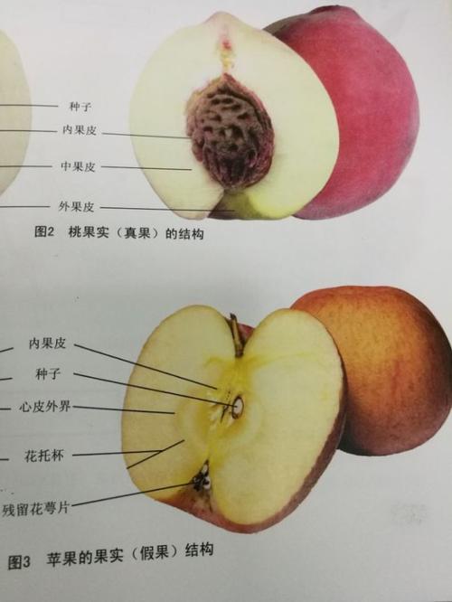 粉果(附图解) 互联通信 粉果(附图解) 粉果(附图解) 互联通信