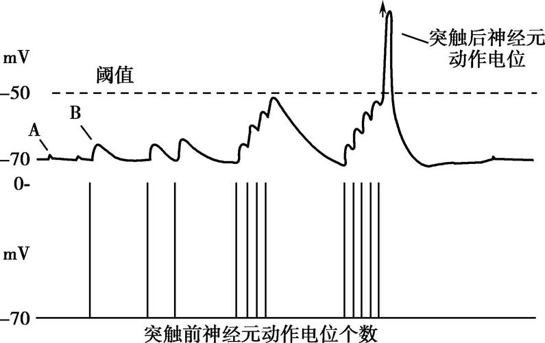 新型生物电路模仿突触与神经元向类脑计算迈出重要一步 人工智能 新型生物电路模仿突触与神经元向类脑计算迈出重要一步 新型生物电路模仿突触与神经元向类脑计算迈出重要一步 人工智能