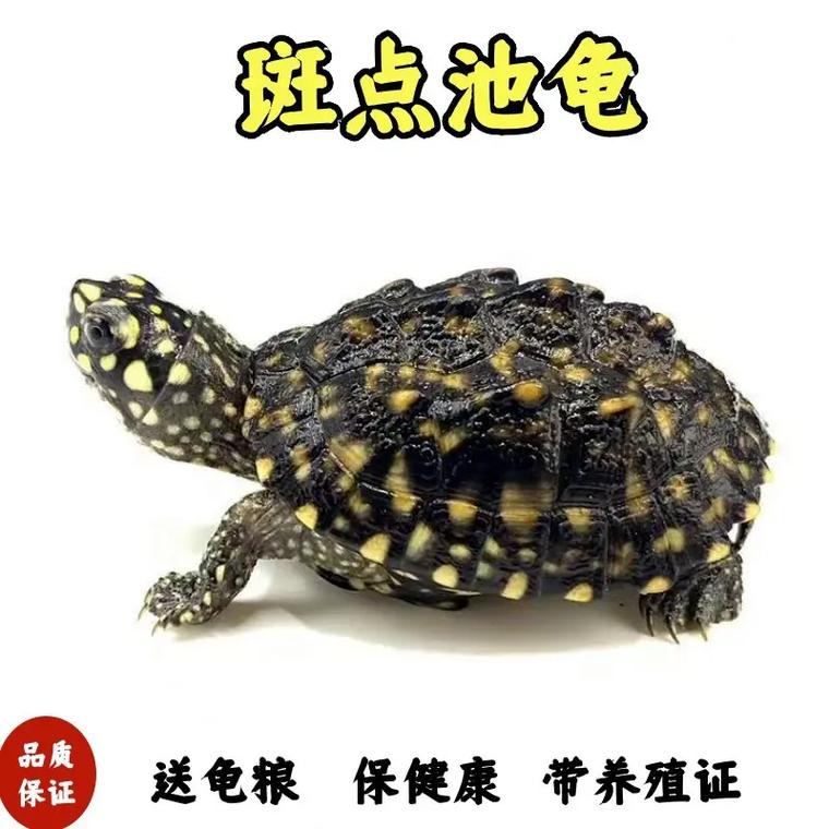 装在活体龟上的寄活气器人能够控制龟的行走路线 智能家居 装在活体龟上的寄活气器人能够控制龟的行走路线 装在活体龟上的寄活气器人能够控制龟的行走路线 智能家居