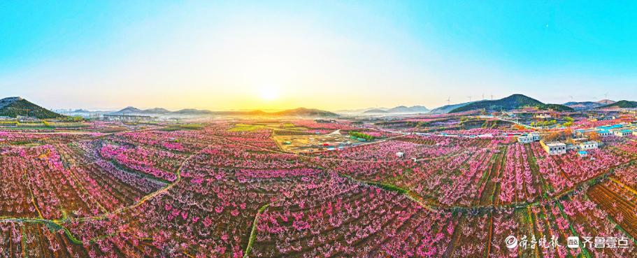 肥西:一树“桃花”开 再次启航新征程 智能家居 肥西:一树“桃花”开 再次启航新征程 肥西:一树“桃花”开 再次启航新征程 智能家居