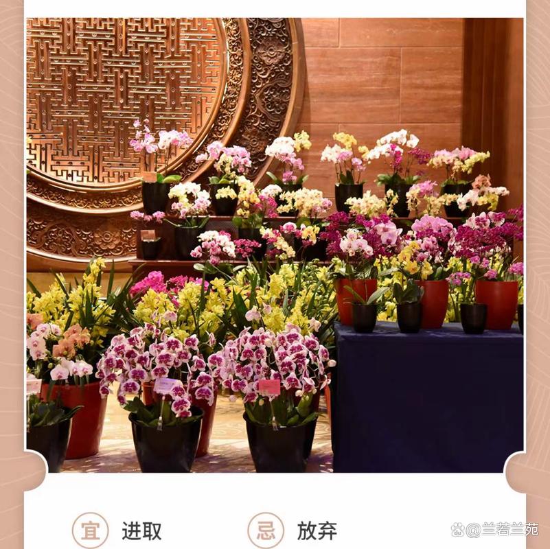 元祈旦福兰花礼送亲到友心坎里! 人工智能 元祈旦福兰花礼送亲到友心坎里! 元祈旦福兰花礼送亲到友心坎里! 人工智能