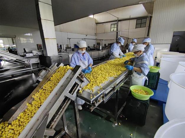 湖北省罗田县:新上9条自动化分娩线罗田板栗向休闲食物转型进级 互联通信 湖北省罗田县:新上9条自动化分娩线罗田板栗向休闲食物转型进级 湖北省罗田县:新上9条自动化分娩线罗田板栗向休闲食物转型进级 互联通信