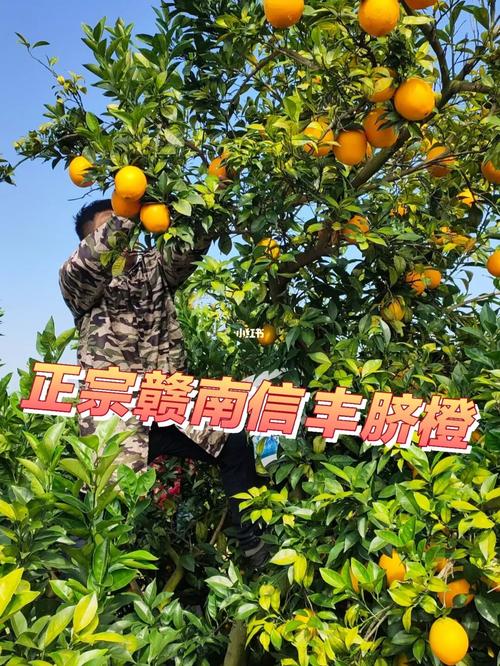 不敢想象赣州信丰天天经由进程电商发卖的脐橙有9000多单! 智能科技 不敢想象赣州信丰天天经由进程电商发卖的脐橙有9000多单! 不敢想象赣州信丰天天经由进程电商发卖的脐橙有9000多单! 智能科技