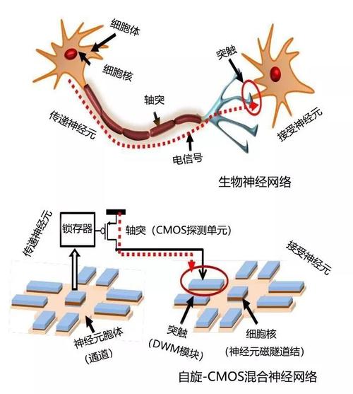 新型自旋电子器件：可模仿人脑神经元与突触！ 新型自旋电子器件：可模仿人脑神经元与突触！ 智能科技