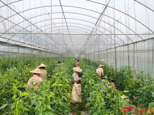 南靖龙山：祥发再生物资收受接收运用项目 推进忙 南靖龙山：祥发再生物资收受接收运用项目 推进忙 互联通信