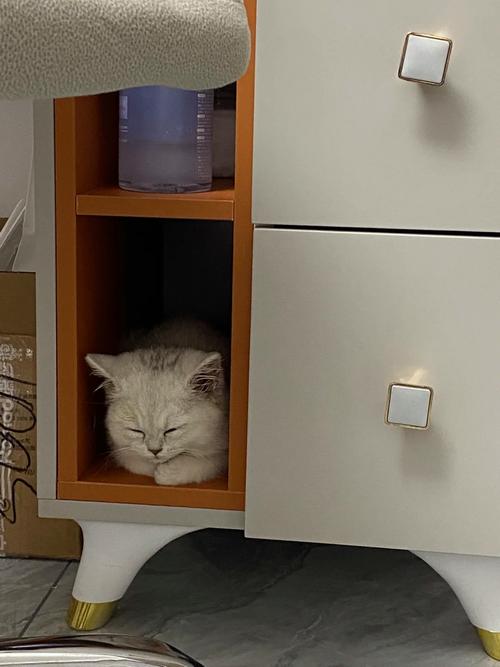 银猫家居:做精细化的收纳产品 智能科技 银猫家居:做精细化的收纳产品 银猫家居:做精细化的收纳产品 智能科技
