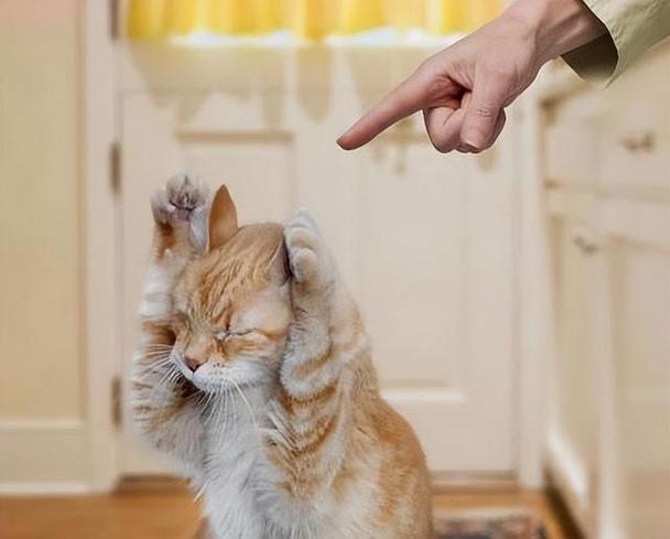 猫咪“最害怕”的9种器械你都知道几个? 互联通信 猫咪“最害怕”的9种器械你都知道几个? 猫咪“最害怕”的9种器械你都知道几个? 互联通信