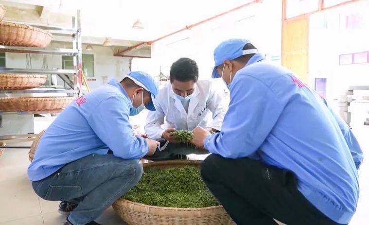 凤冈锌硒茶凤冈：打造“凤头羽”新品牌 开辟茶家当“新赛道” 凤冈锌硒茶凤冈：打造“凤头羽”新品牌 开辟茶家当“新赛道” 智能家居