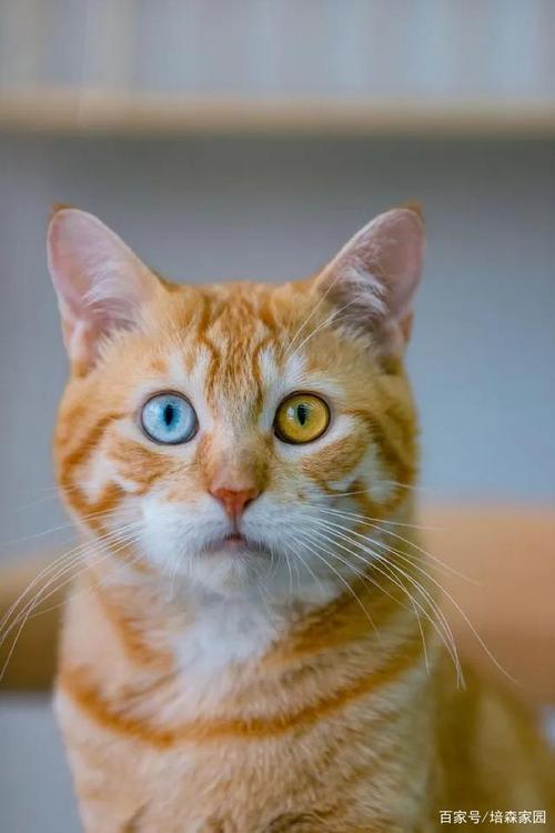 让旧猫为你拨开迷雾探索电子数码产品收受接收的奥秘 智能家居 让旧猫为你拨开迷雾探索电子数码产品收受接收的奥秘 让旧猫为你拨开迷雾探索电子数码产品收受接收的奥秘 智能家居