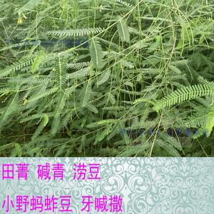 湛江百草：田菁 小野蚂蚱豆 湛江百草：田菁 小野蚂蚱豆 人工智能