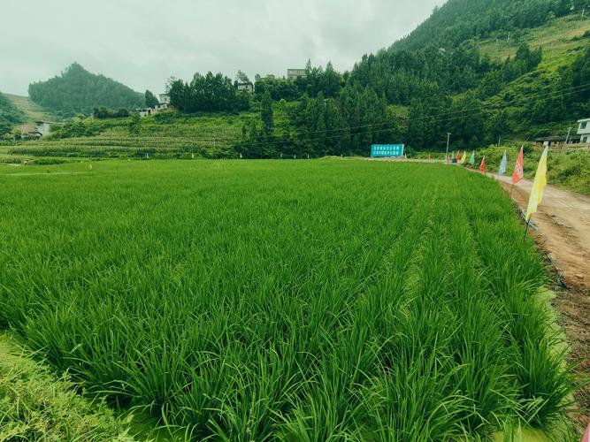 嵊州市建立首个万亩优质稻米订单粮基地 嵊州市建立首个万亩优质稻米订单粮基地 人工智能