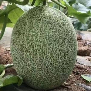 直播2小时卖出4000单!湖南隆盛优选助力吐鲁番哈密瓜热销 互联通信 直播2小时卖出4000单!湖南隆盛优选助力吐鲁番哈密瓜热销 直播2小时卖出4000单!湖南隆盛优选助力吐鲁番哈密瓜热销 互联通信