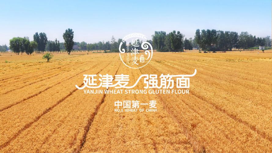 麦乡延津起“金浪” 人工智能 麦乡延津起“金浪” 麦乡延津起“金浪” 人工智能
